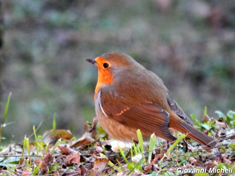 Pettirosso nel giardino